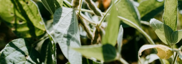 July 2024 Agricultural Product Price Report